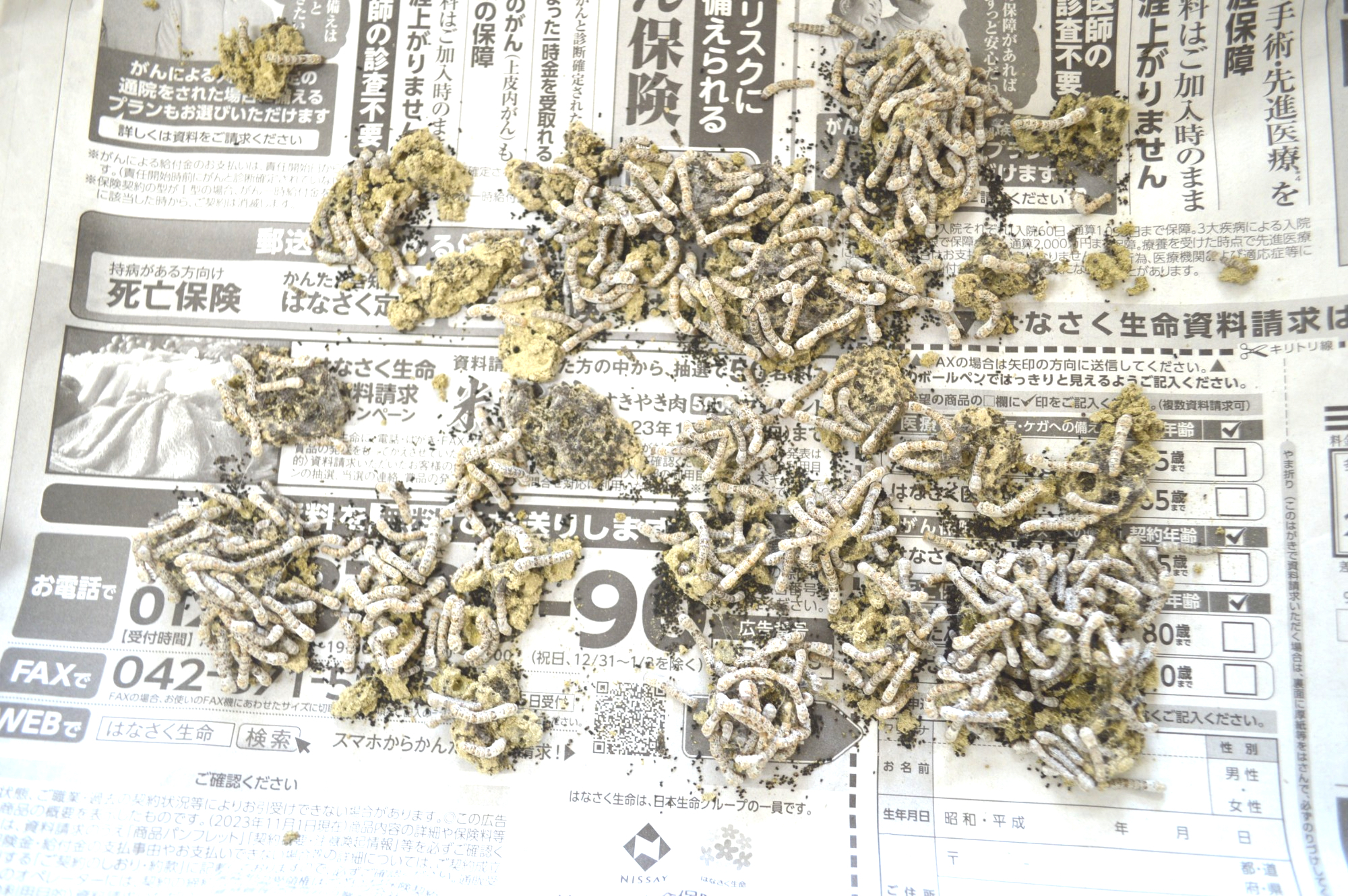 ☆金魚すくいコーナー☆